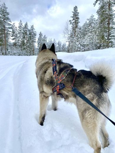 Bilde av VIP Dogwear HUNTING multisport sele Hunting